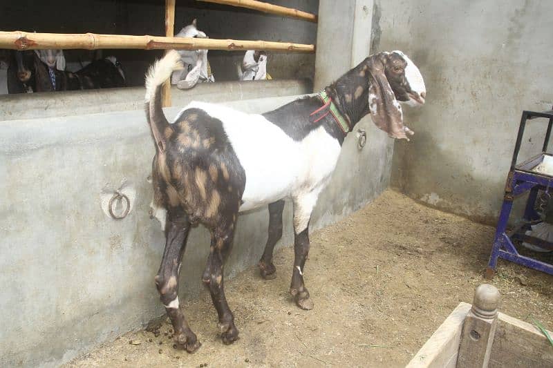male Goat | Bakra | Mundra | khasi | available 1