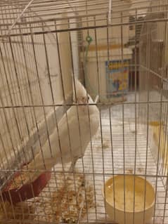 Cockatiel