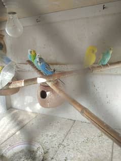 wooden cage with birds 0