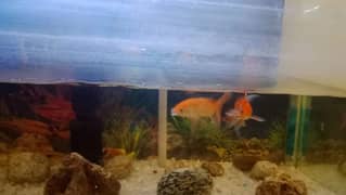 fish aquarium and 3 fish 0