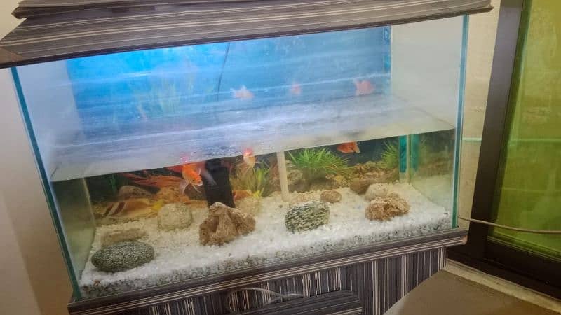 fish aquarium and 3 fish 1