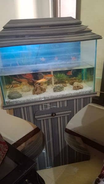 fish aquarium and 3 fish 2