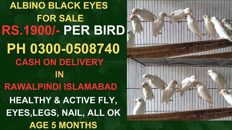 love birds Albino Black Eyes 0