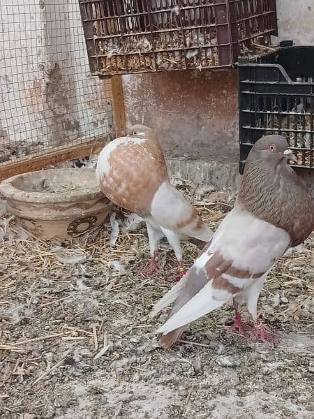 Norwich breadr pair. and red male only 7