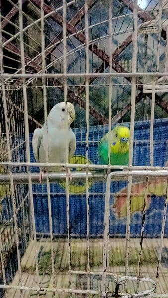 Aurstlian parrot for sale 2