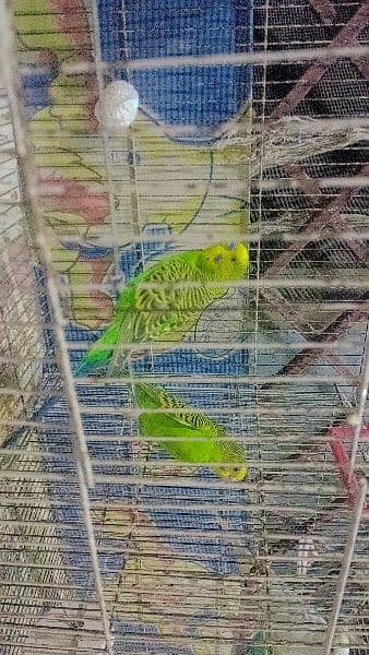 Aurstlian parrot for sale 3