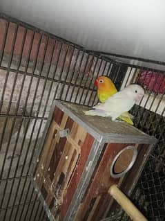 exchange possible with other birds