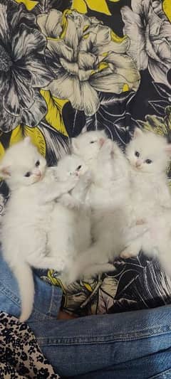 7 babies of cat,4 white,3 different colours of brown,1 baby 15000. .