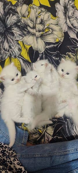 7 babies of cat,4 white,3 different colours of brown,1 baby 15000. . 0