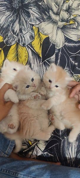 7 babies of cat,4 white,3 different colours of brown,1 baby 15000. . 1
