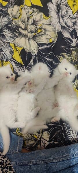 7 babies of cat,4 white,3 different colours of brown,1 baby 15000. . 14