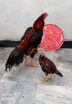 Aseel Patha Murga murghi rooster hen Madi chick egg pathi Murgha pet