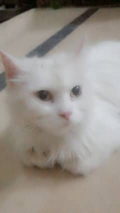 Persian cat| female cat| in white color.