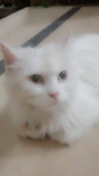 Persian cat| female cat| in white color. 0
