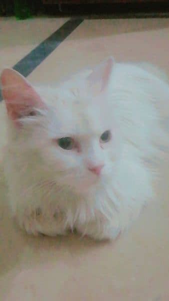 Persian cat| female cat| in white color. 1