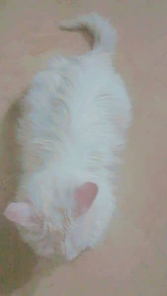 Persian cat| female cat| in white color. 2