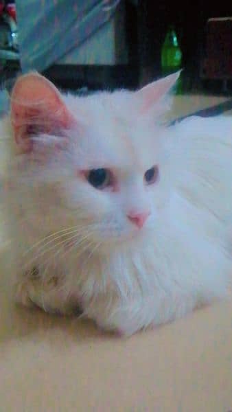 Persian cat| female cat| in white color. 3