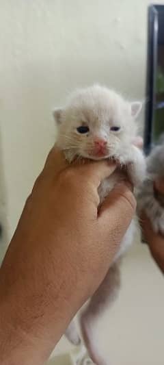 kitten percian