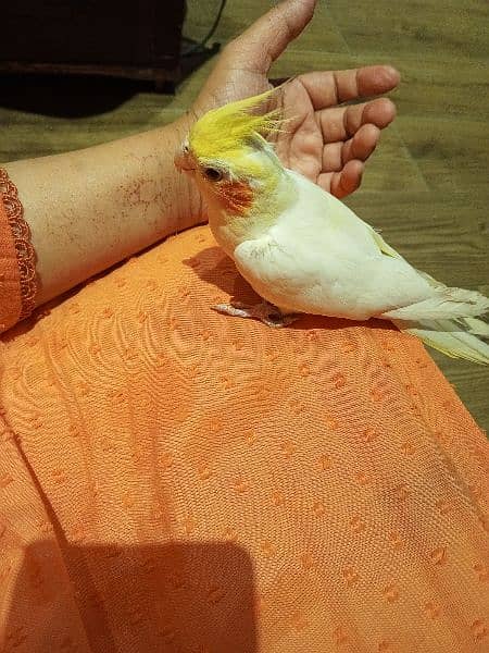 hand tame cocktail baby parrot 4