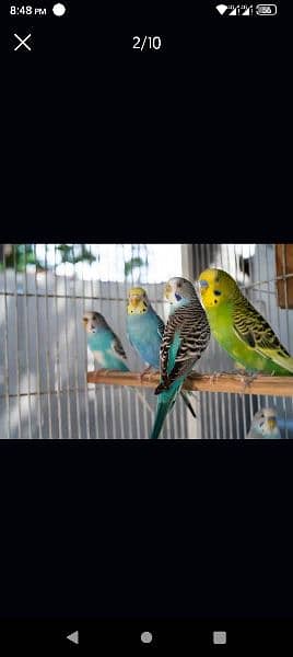 Australian Parrots For Sale 8