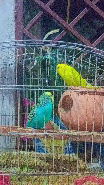 Australian Parrots For Sale 9