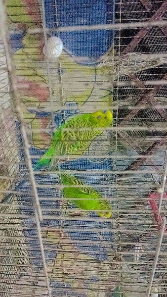 Australian Parrots For Sale 11