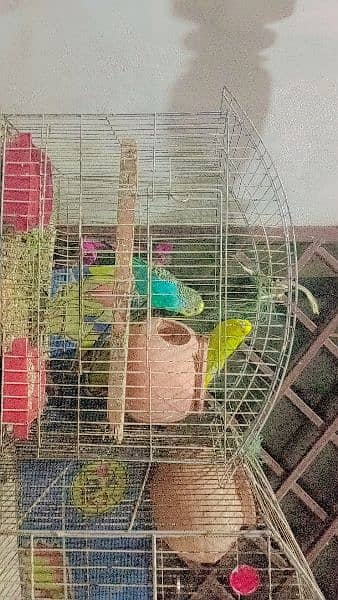 Australian Parrots For Sale 12