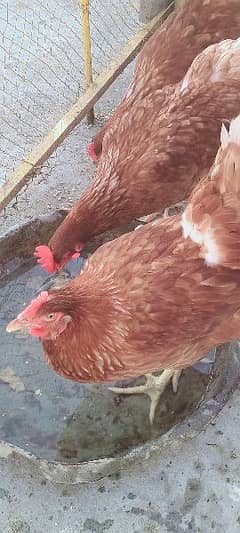 lohmann brown hens. murge
