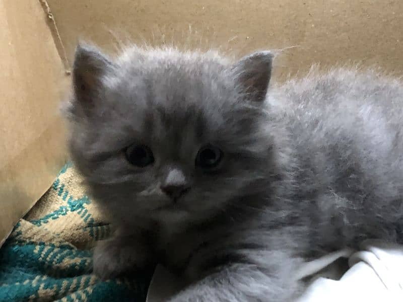Persian kittens 2