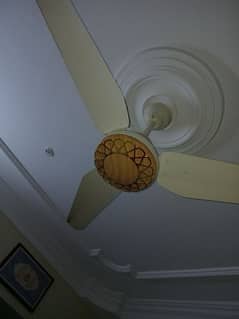 ceilings fans