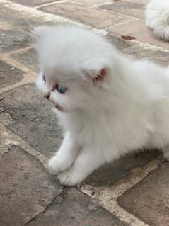persian kittens for new homes