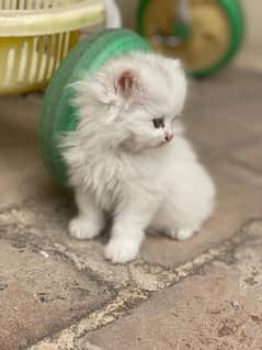 triple coat persian kittens for new homes
