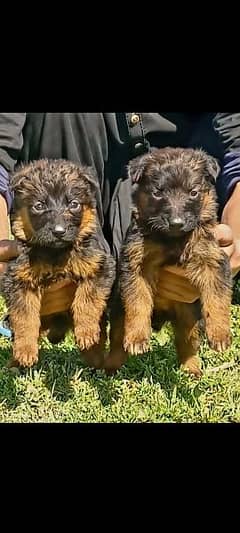 German Shepherd double coat pair | German Shepherd Puppies For Sale