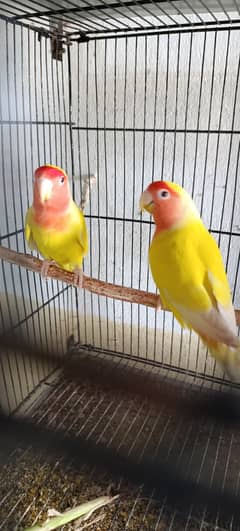 Love birds Fisher lutino Australian Parrots For sale 0