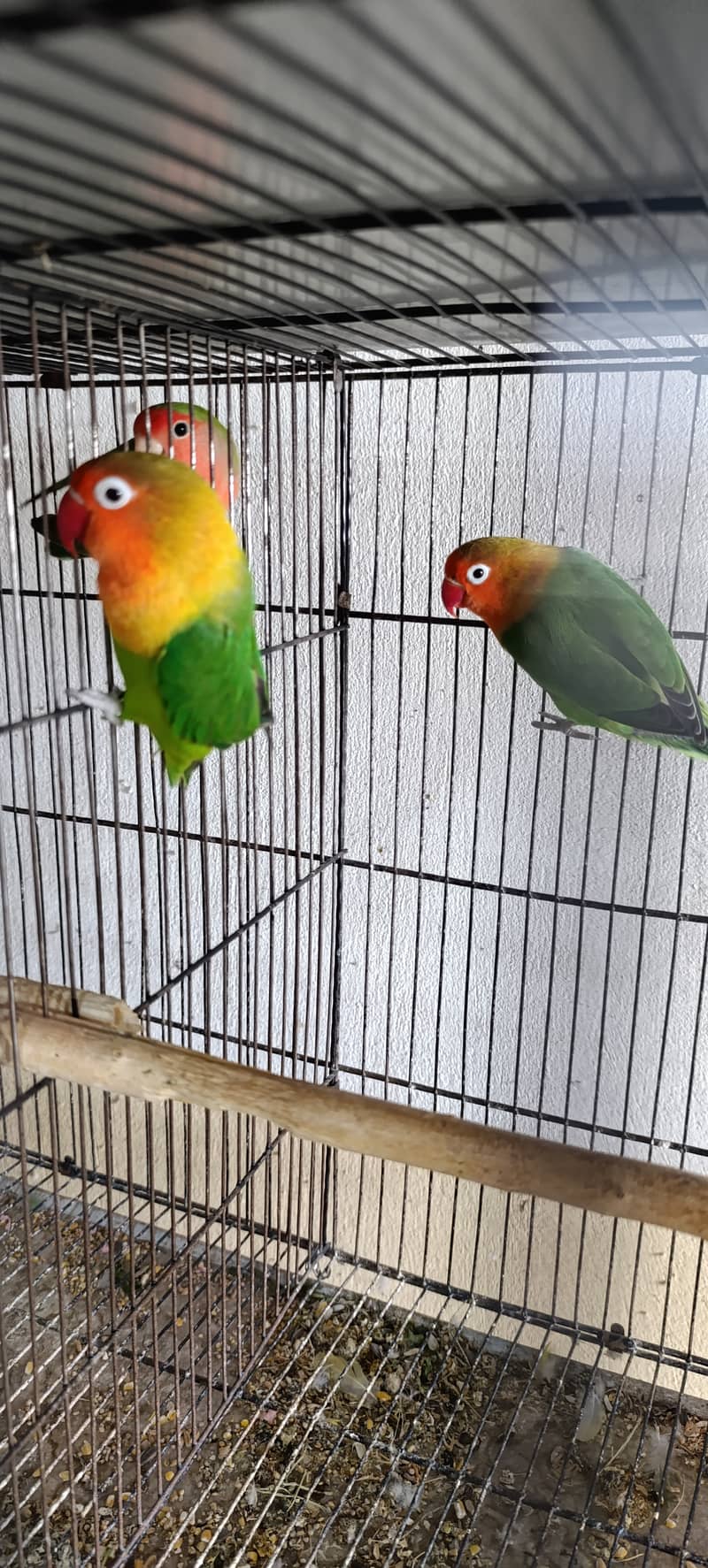 Love birds Fisher lutino Australian Parrots For sale 1
