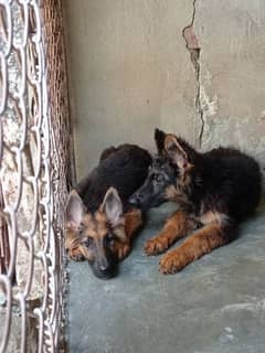 German Shepherd Puppy Available