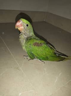 raw parrot for sell