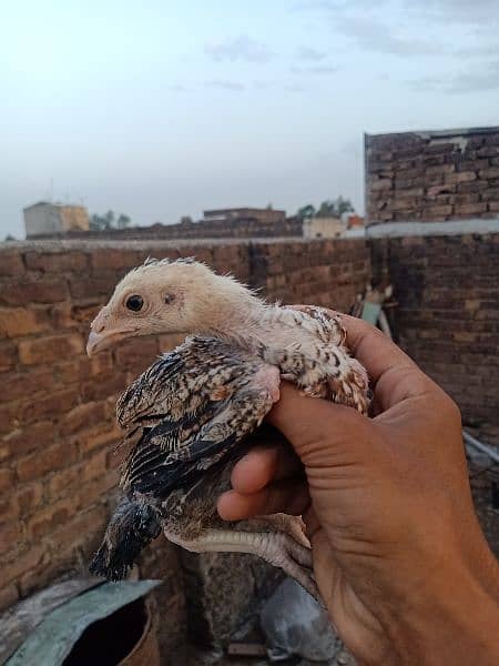 dragon aseel chicks age almost (1.5 months). 7