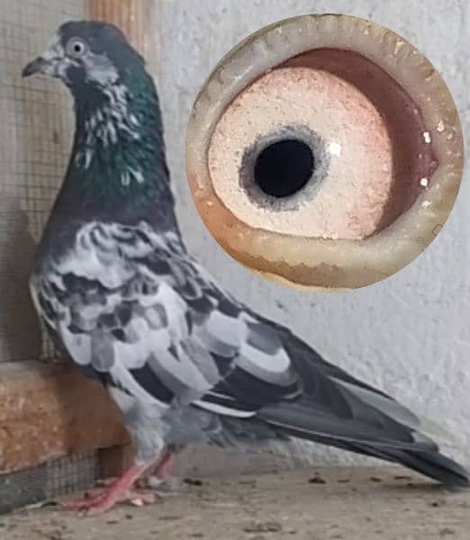 kamanger + teddi pigeons 8
