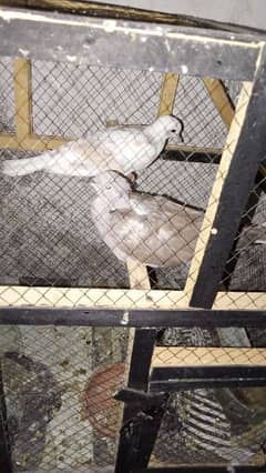 china dove , khumary or lakky