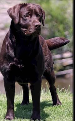 Labrador chocolate male