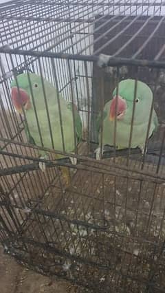 raw parrot female green colored