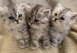 pure Persian kittens avb 0