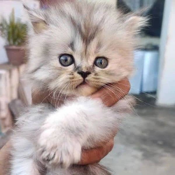 pure Persian kittens avb 1