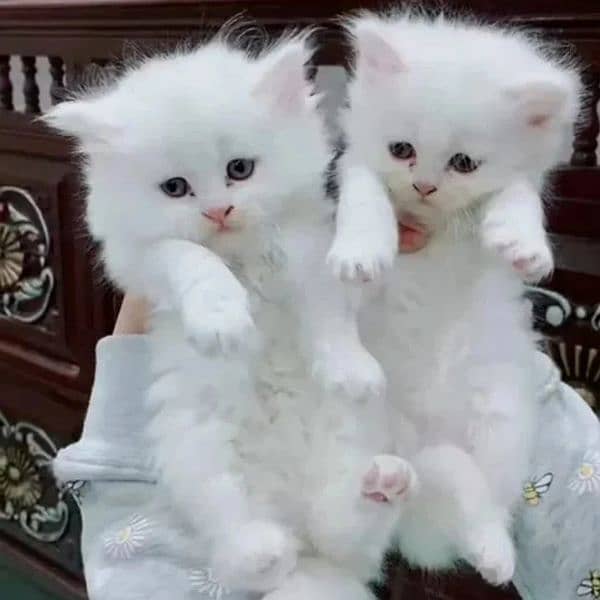 pure Persian kittens avb 3
