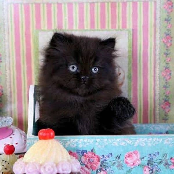 pure Persian kittens avb 4