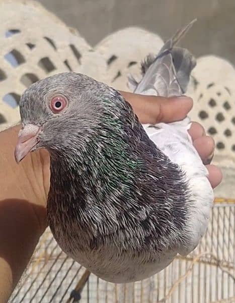 kamanger + teddi pigeons 9
