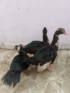 Muscovy ducks