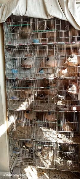 Cage For Sale 4