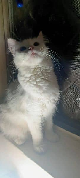 Persian Cat Female 0